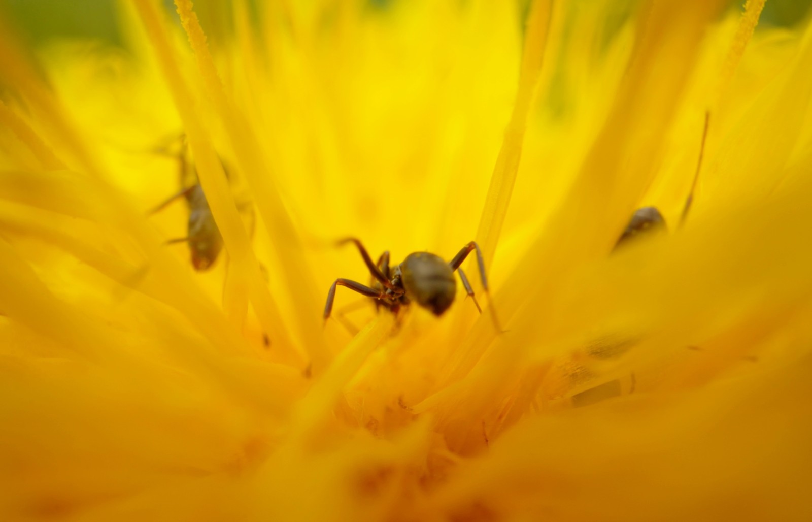 A film still of a macro shot with three ants inside a yellow flower.
