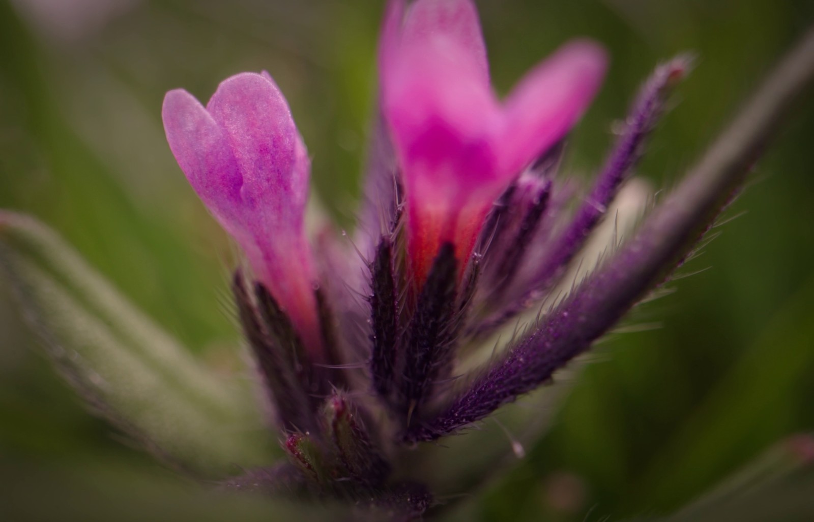 A film still with a macro shot inside a spiky bright magenta flower.